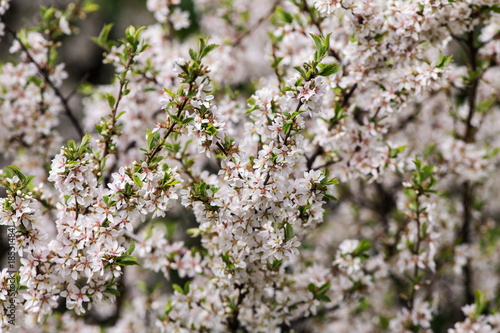sakura branches with flowers © Maslov Dmitry