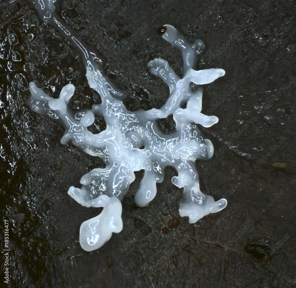 A white shiny branched plasmodium of a slime mold, or myxomycete, is  crawling and spreading on black substrate background. Slime moulds are  organisms that gather from microscopic unicellular amoebae Stock Photo