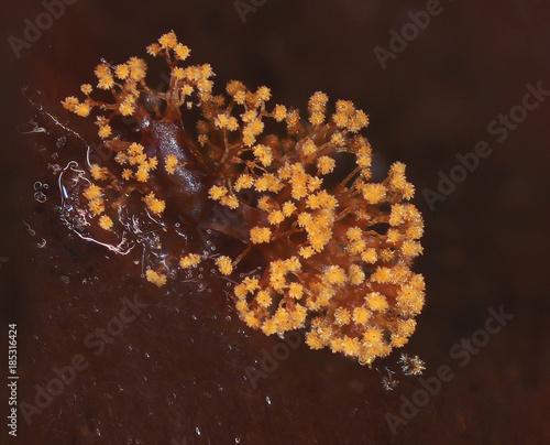 Fotografie An orange microscoric colony of myxobateria look like strange flowers, mushrooms or coral polyps