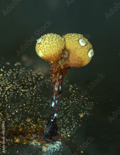 Obraz na plátně Yellow tear-shaped fruit bodies of a slime mold, or myxomycete, Physarum oblatum resemble emogy smile with eyes