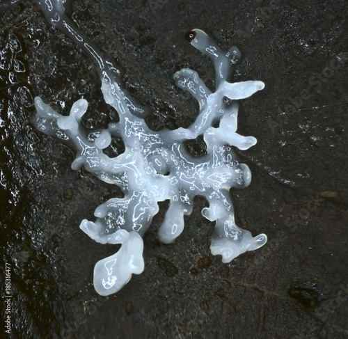 Fotografie A white shiny branched plasmodium of a slime mold, or myxomycete, is crawling and spreading on black substrate background