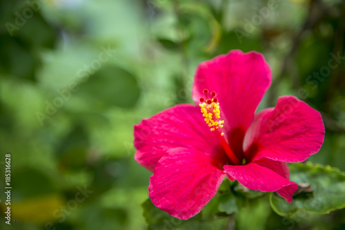 Beautiful red Hibiscus rosasinensis photo