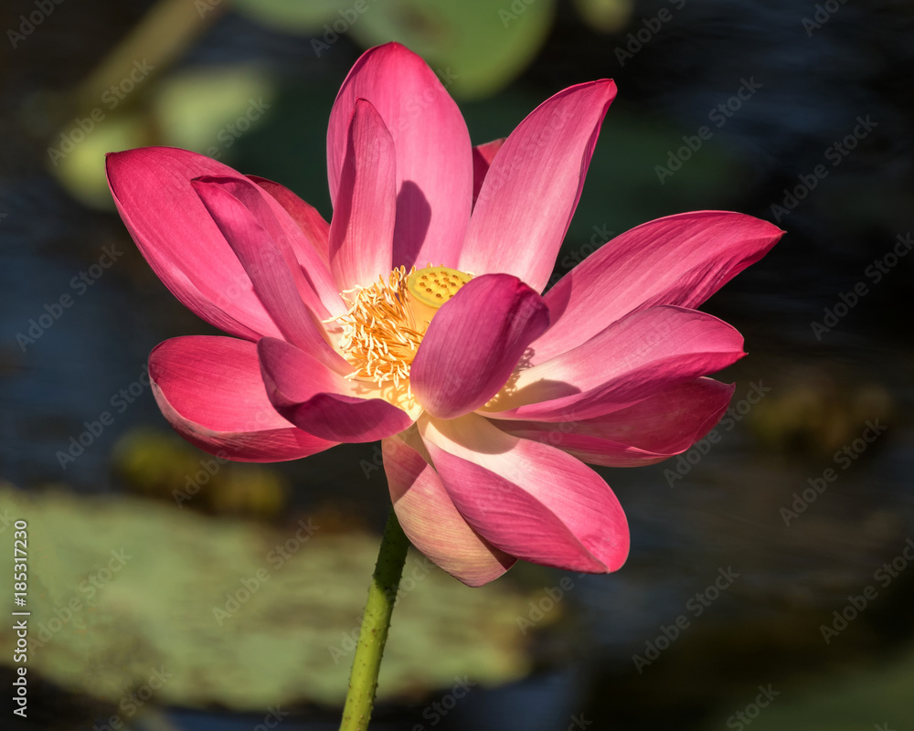 Close-up of Sacred Lotus Flower (Nelumbo nucifera) at Yellow Water Wetlands, Kakadu National Park, Northern Territory, Australia Close-up of Sacred Lotus Flower (Nelumbo nucifera) at Yellow Water Wetlands, Kakadu National Park, Northern Territory, Australia