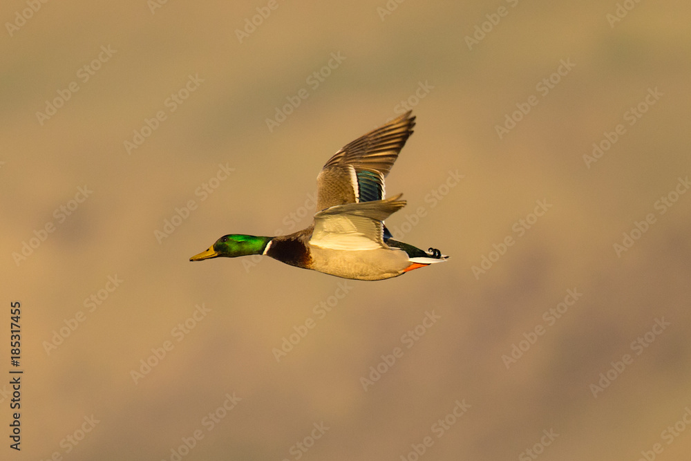 Obraz premium wild duck flying in the wild