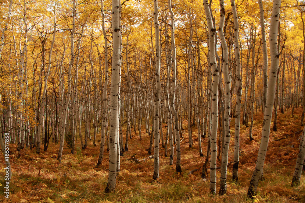 Fototapeta premium a forest of aspen trees during autumn color change