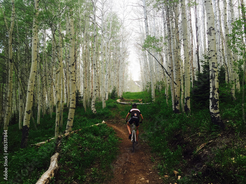 Man rides single track through aspen grove