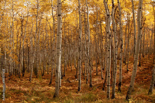 a forest of aspen trees during autumn color change