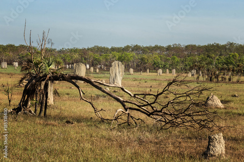 Giant Magnetic Termite (Amitermes meridionalis) Mounds - resembling headstones - Litchfield National Park, Northern Territory, Australia photo