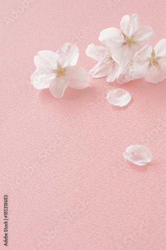 桜の花　桃色の布       © tamayura39