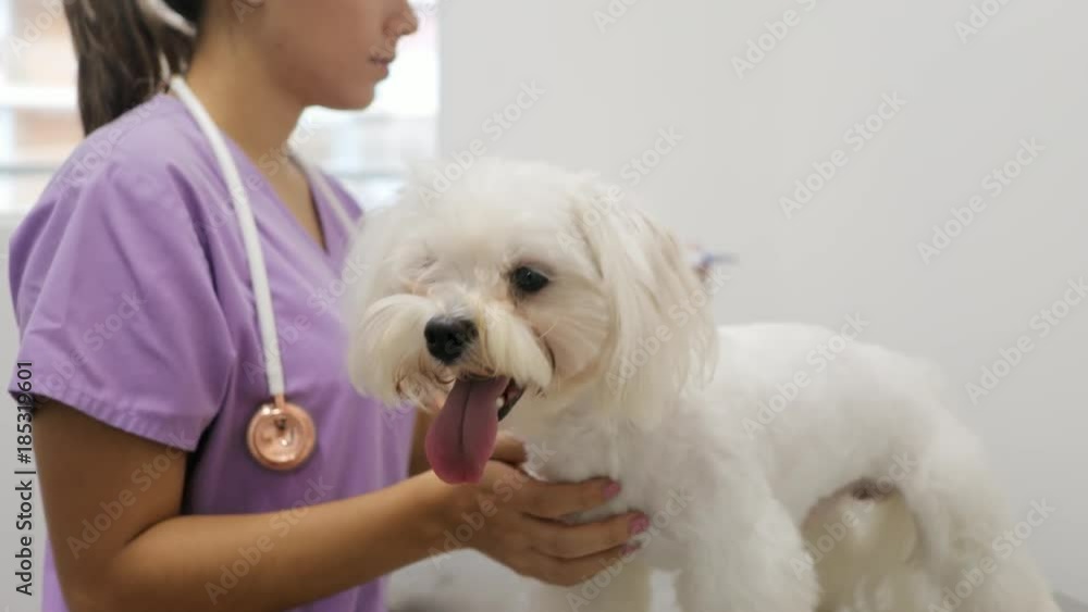 Doctor Visiting Dog In Studio With Vet And Sick Pet Doctor Visiting Dog In Studio With Vet And Sick Pet