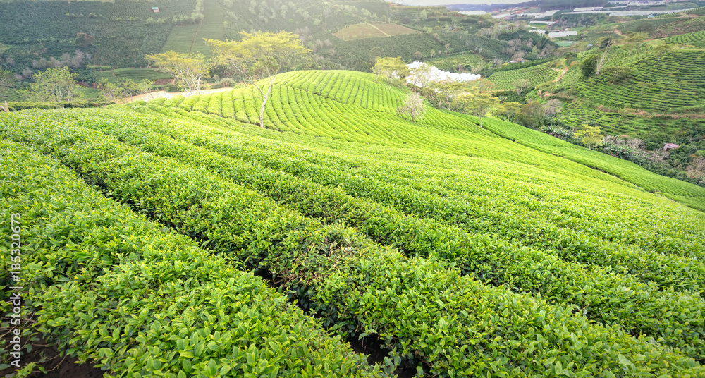Panrama green tea hill in the highlands in the morning. This tea plantation existed for over a hundred years old and the largest tea supply in the region and exporting Panrama green tea hill in the highlands in the morning. This tea plantation existed for over a hundred years old and the largest tea supply in the region and exporting