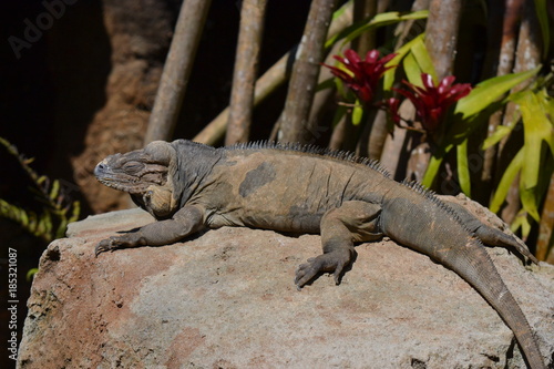 Goanna