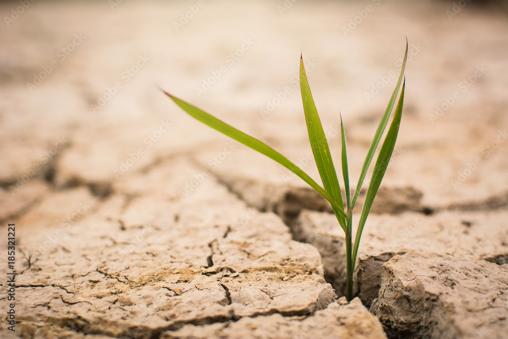 Fototapeta Little green plant on crack dry ground, concept drought