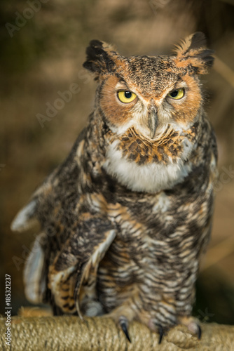 great horned owl perched at sunset
