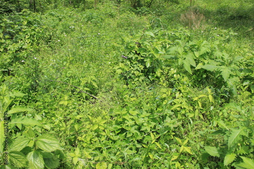 多種多様の植物が生えた野原(宮城県)