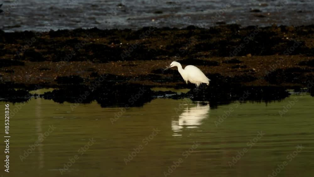 Little Egret, Heron, Egretta Garzetta Little Egret, Heron, Egretta Garzetta