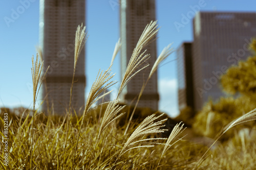 Ornamental Japanese feather reedgrass with big buildings in the background