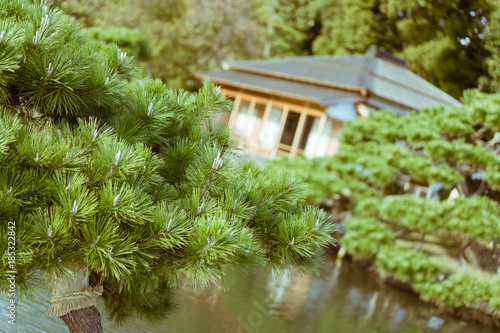 Japanese Pine tree with old traditional Japanese tea house in the background located in Hamarikyu Gardens, Tokyo, Japan