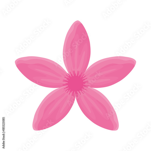  flower with petals pink vector illustration