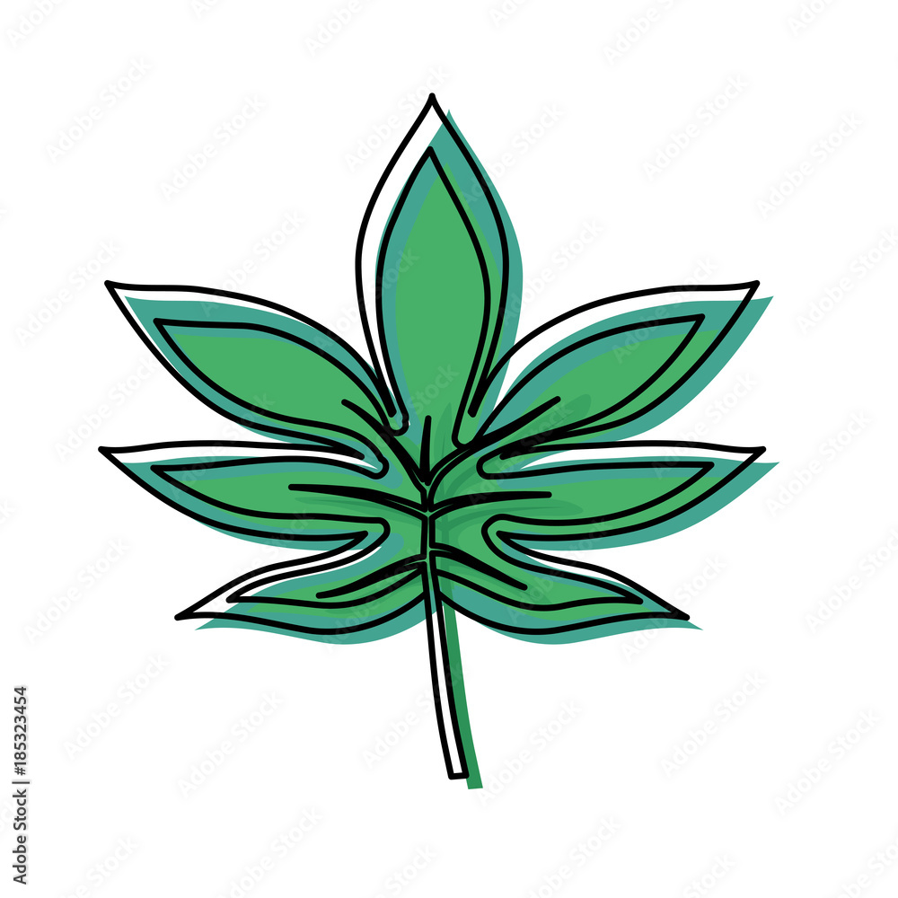 palmate leaf vector illustration palmate leaf vector illustration