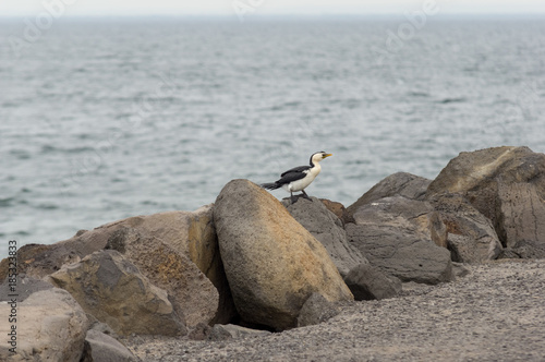Cormorant © david hutchinson