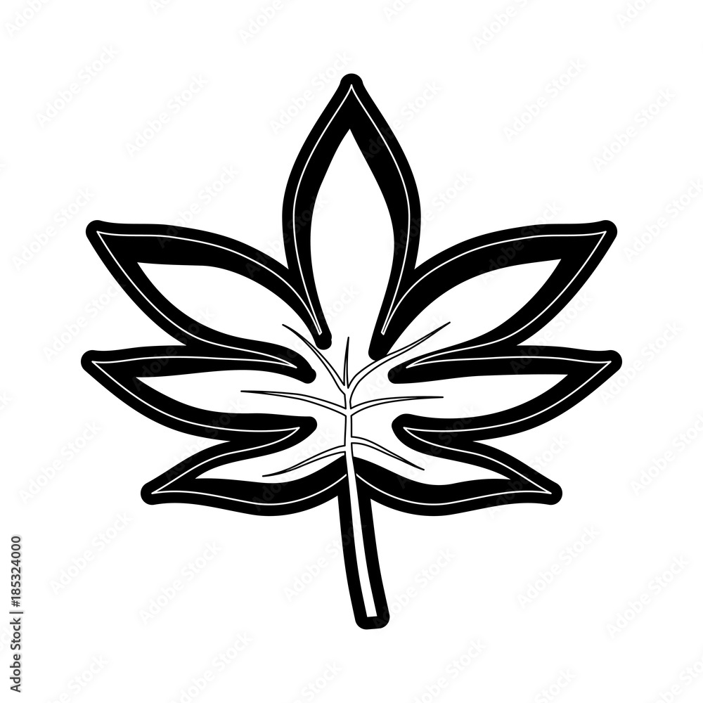 palmate leaf  vector illustration