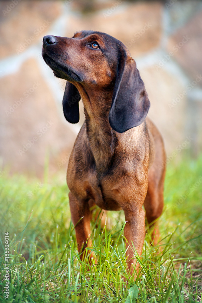 Dog breed Bavarian mountain hound standing in the grass and looking up