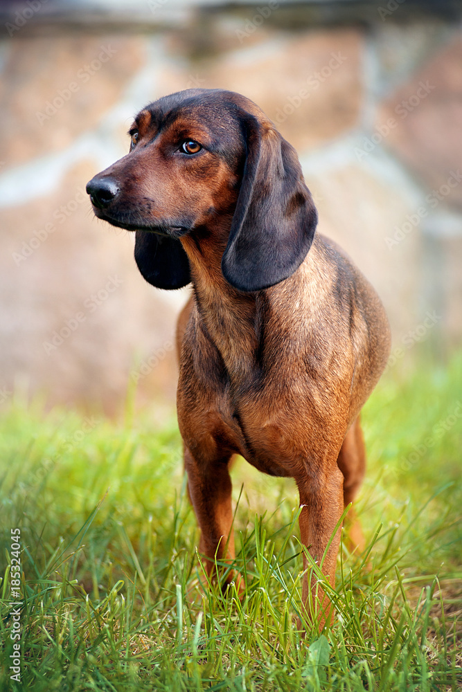 Dog breed Bavarian mountain hound standing in the grass and looking to the side