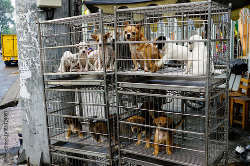 Puppies in cage for sale
