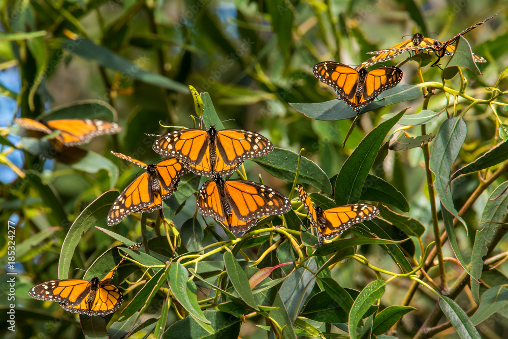 Obraz premium Monarch Butterflies at Pismo Beach Monarch Butterfly Grove