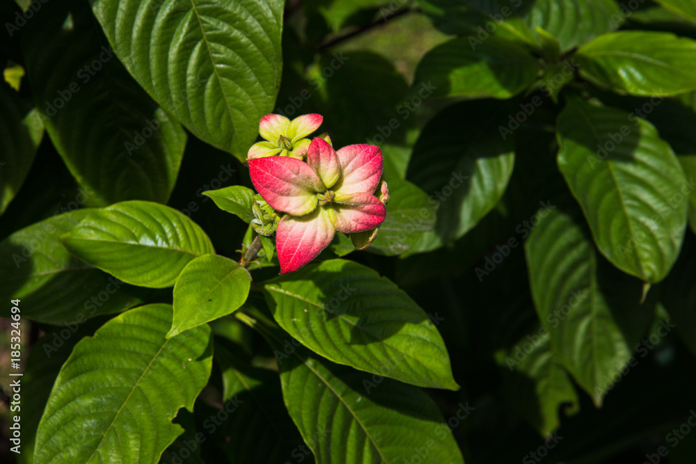 Dona Queen Sirikit (Mussaenda philippica 'Queen Sirikit')