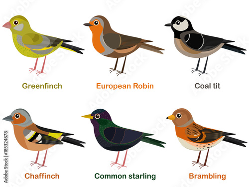 Vector illustration set of cute European bird cartoons - greenfinch, Robin, Coal tit, Chaffinch, Common starling, Brambling