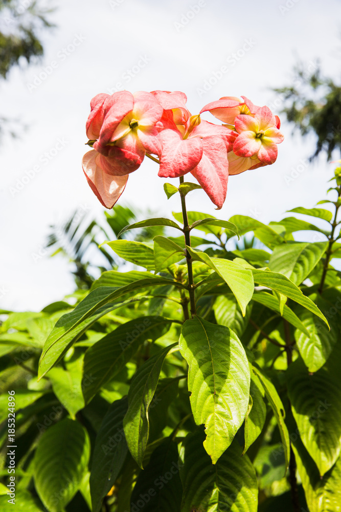 Dona Queen Sirikit (Mussaenda philippica 'Queen Sirikit')