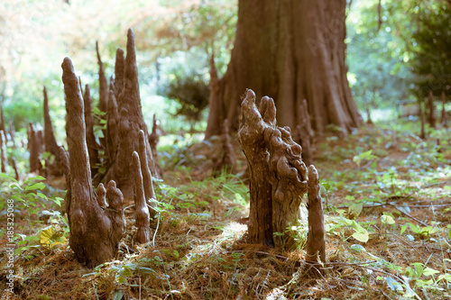 Trees in a early stage during autumn in a Japanese garden, Tokyo, Japan
