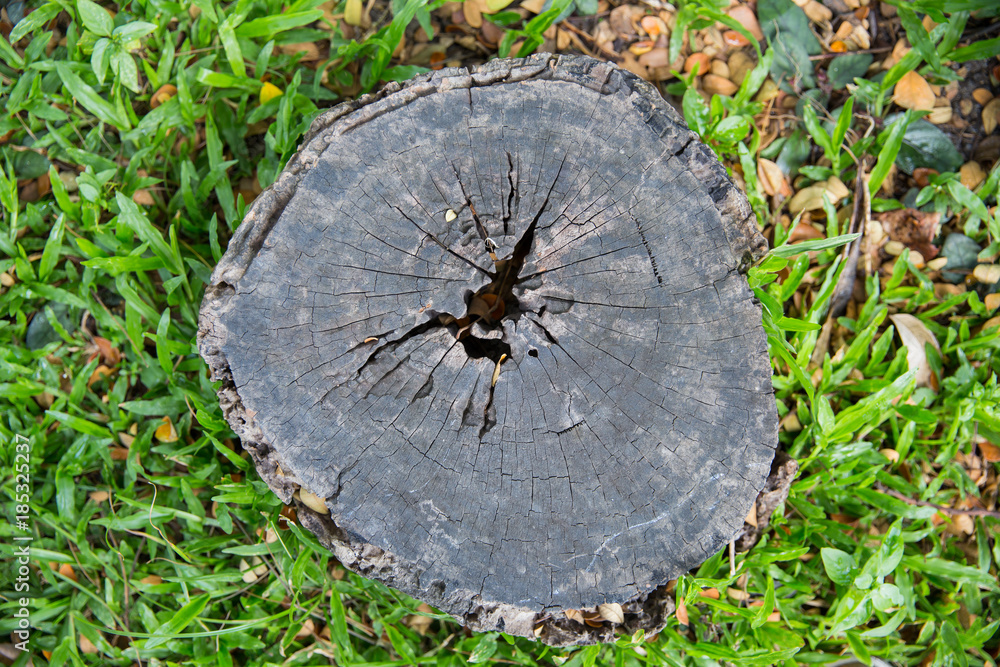 The old stump is covered with grass and branches for a long time.