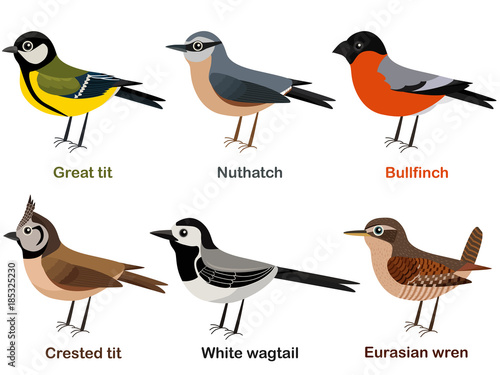 Vector illustration set of cute European bird cartoons - Great tit, Nuthatch, Bullfinch, Crested tit, White wagtail, Eurasian Wren