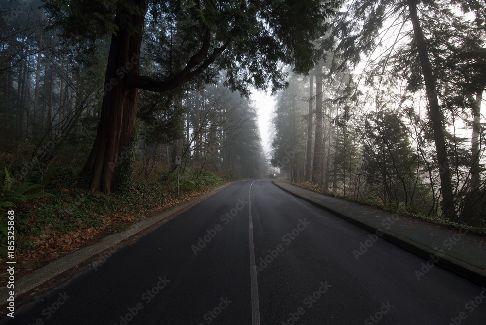 Fototapeta premium morning mist in stanley park vancouver