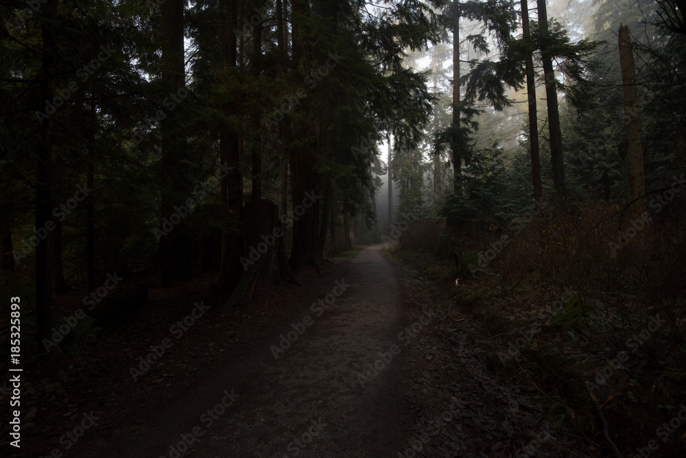 Fototapeta premium Stanley park Vancouver green background