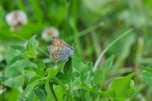 Purple Shot Copper or Lycaena alciphron butterfly in natural habitat on wild flowers.