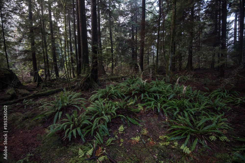 Fototapeta premium Stanley park Vancouver green background
