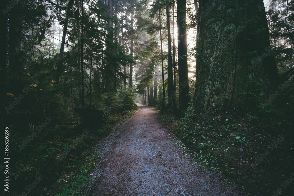 Fototapeta premium Stanley park fores path