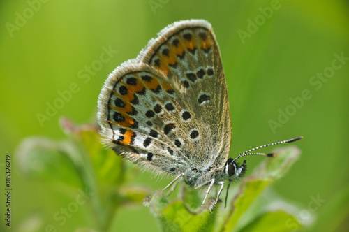 Plebejus argus, Silver Studded Blue butterfly collecting nectar from wild white flower with a green background photo