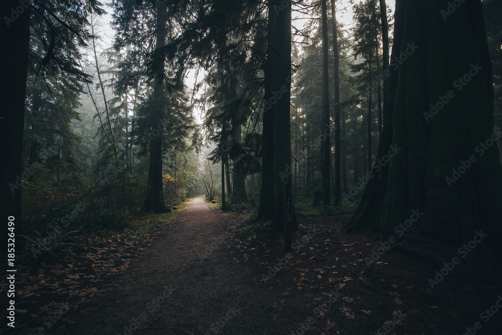 Naklejka premium A misty path on Stanley park Vancouver