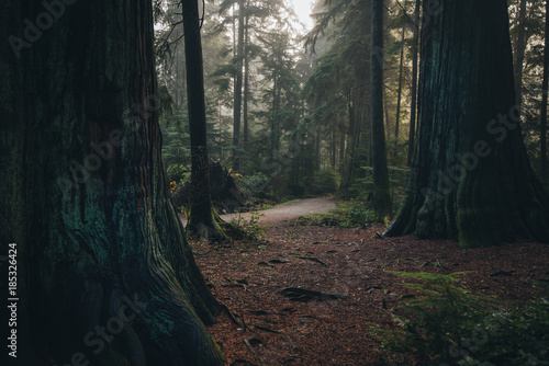 Rain forest mist on Stanley park Vancouver