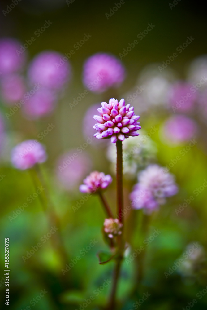 Obraz premium purple flowers