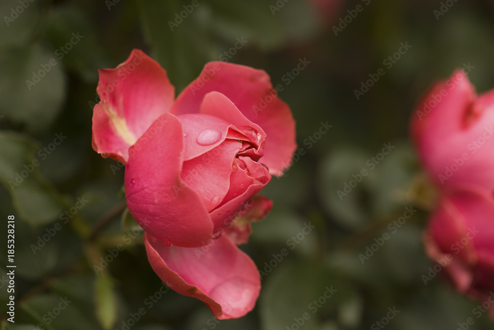 Rose petals. Natural blurred background.