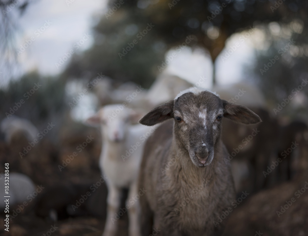 Baby Ram in a Mediterranean Olive Grove at Dawn Baby Ram in a Mediterranean Olive Grove at Dawn