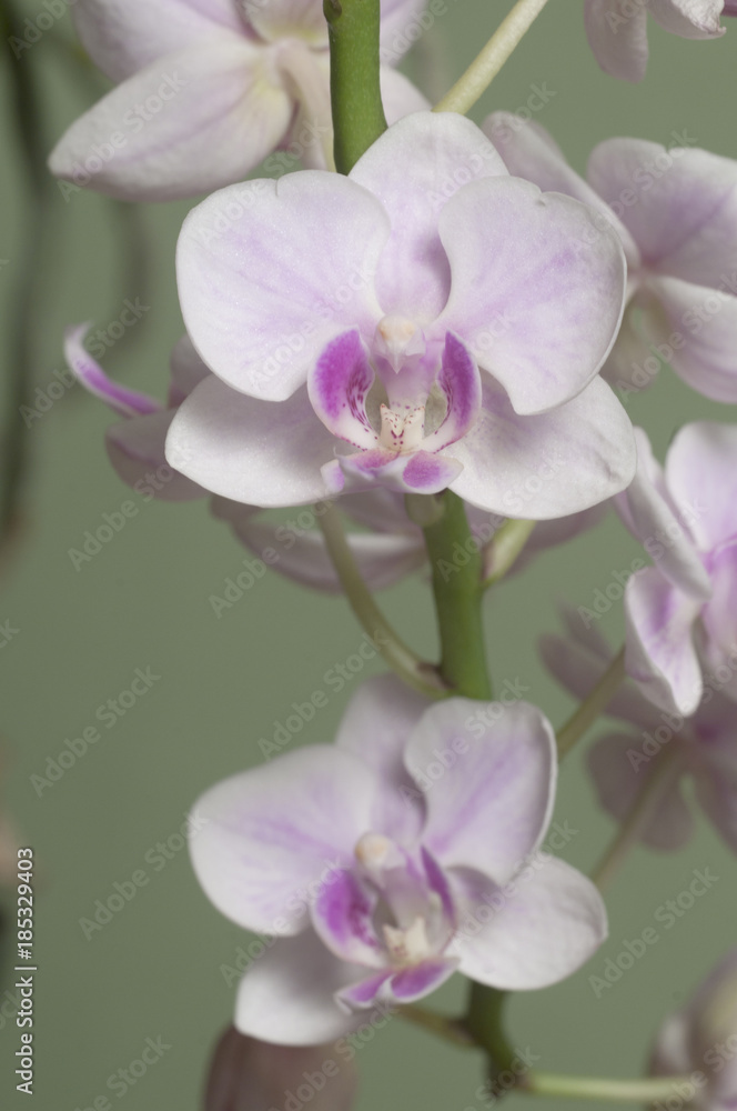 Phalaenopsis orchid flowers (butterfly orchid) Phalaenopsis orchid flowers (butterfly orchid)