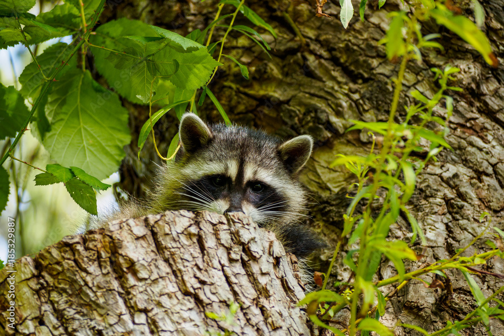 Naklejka premium raccoon hiding behind tree trunk looking at you