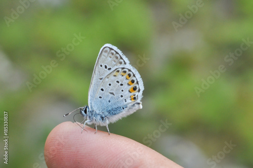 Wallpaper Mural Plebejus argus, Silver Studded Blue. a common butterfly in Europe on human hand Torontodigital.ca